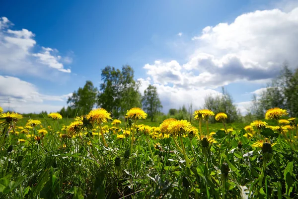 Güneşli bahar gününde mavi gökyüzüne karşı sarı karahindiba çayırı.