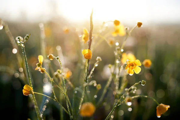 Manhã verão ou primavera. Lindas flores silvestres com gotas de orvalho ao amanhecer, borrão claro, foco seletivo. Profundidade de campo rasa. Fotografia De Stock