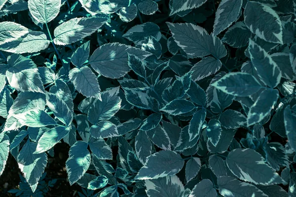 Beautiful background of leaves. Texture from leaves. — Stockfoto