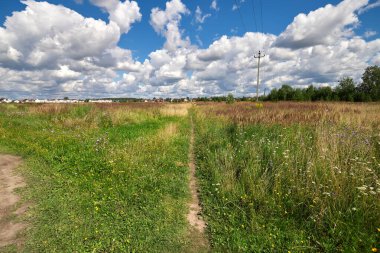 A field with grass in summer sunny day.