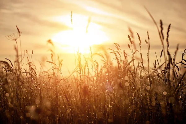 Letni krajobraz z łąką kwiatową i trawą na niebie o wschodzie słońca. Letni poranek. — Zdjęcie stockowe