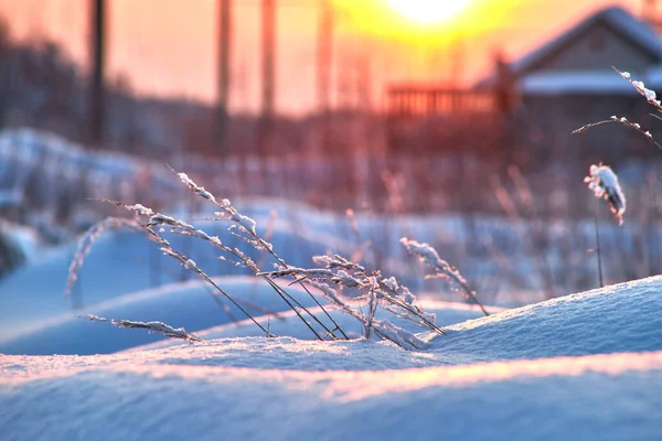 Dry grass covered with snow against the background of the morning setting sun. Village landscape. — Stockfoto