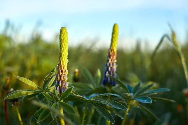 Flores Altramuz Florecientes Campo Altramuces Luz Del Sol Brilla Las — Foto de Stock