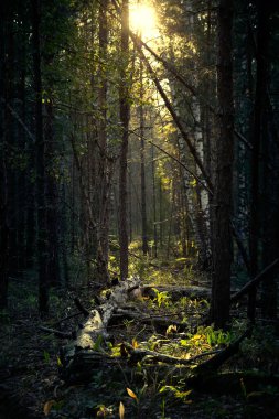 Sabah orman manzarasında sarı gün doğumu. Rusya 'da yaz manzarası. Dikey görünüm.