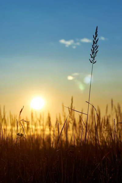 Gras mooi bij zonsondergang en zachte focus. Selectieve focus. — Stockfoto