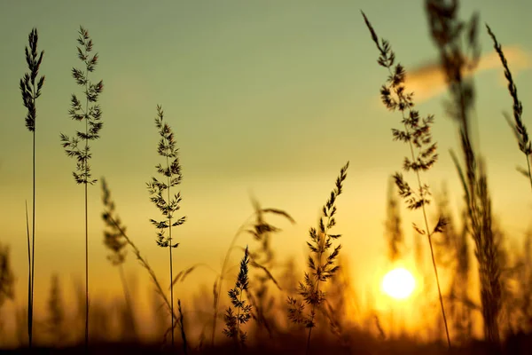 Hierba hermosa al atardecer de verano y enfoque suave. Enfoque selectivo. —  Fotos de Stock