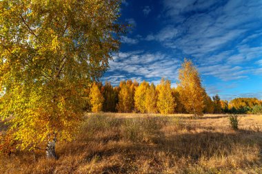 Sonbahar orman doğası. Renkli ormanda canlı bir sabah. Güzel sonbahar manzarası.