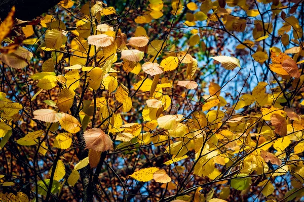 가을에는 푸른 하늘을 배경으로 노란색 과 녹색의 잎이 떨어진다. 선택적 초점. — 스톡 사진