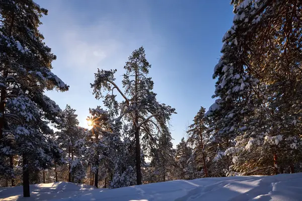 Majestuoso paisaje invernal. Amanecer de invierno en el bosque. — Foto de Stock