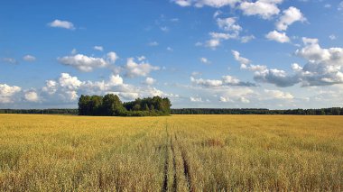 Güneşli bir yaz gününde mavi gökyüzü olan yulaf gevreği tarlaları..