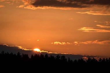 Gün batımında güneş ışığıyla çamların silueti.