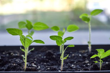 Güneşli bir günde pencere eşiğinde yetişen taze biber filizleri..