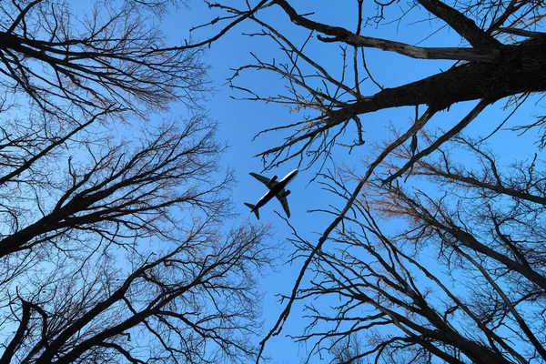 Passagerarplan flyger på himlen över trädkronorna. — Stockfoto