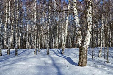 Baharda Birch Grove güneşli bir günde. Kar, huş ağacıyla kaplı araziyi kapladı.
