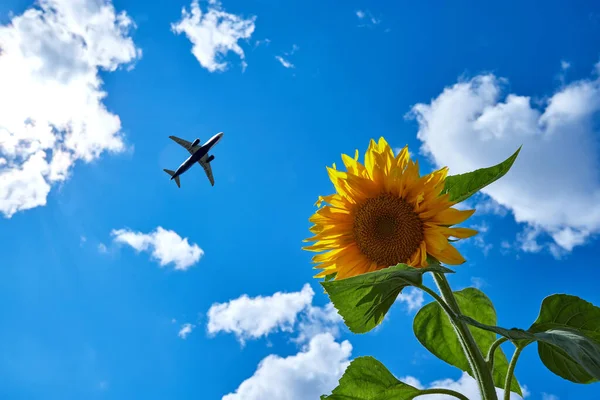 天空中的平面,前景中的向日葵.旅行和休假概念. 免版税图库图片