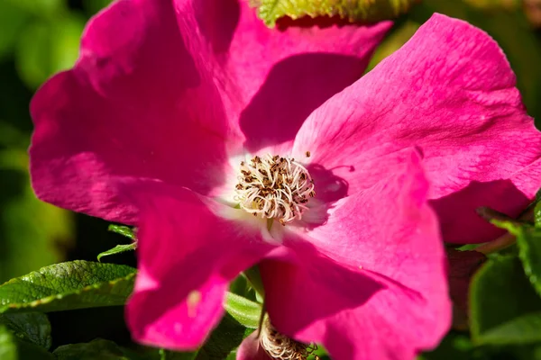 Rozenbottel bloem. Bloemen van rozenbottel groeien in de natuur close-up. Mooie kleine lichtroze bloemen in de tuin. — Stockfoto