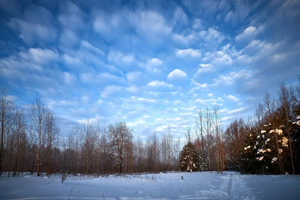 Majestätische Winterlandschaft. Wintersonnenaufgang im Wald. — Stockfoto