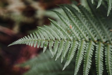 Ormandaki ya da ormandaki yeşil eğreltiotu bitkisinin yakın çekim makrosu