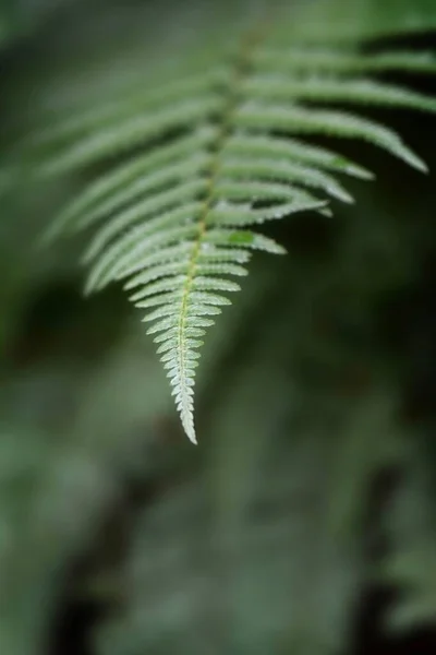 Gros Plan Macro Une Fougère Verte Dans Forêt Les Bois — Photo