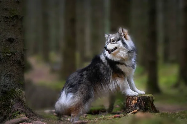 Portrét Čistokrevného Finského Psa Lapphund Stojícího Pařezu Lese Nebo Lesích — Stock fotografie