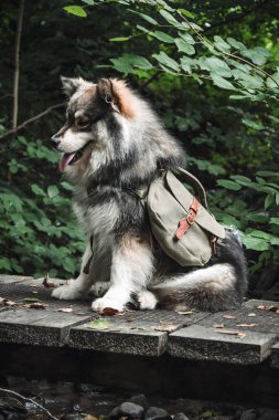 Ormanda ya da ormanda yeşil sırt çantası takan genç bir Fin Lapphund köpeği portresi