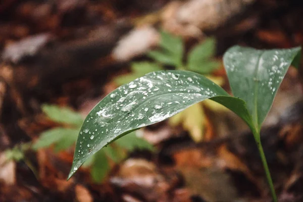 Close Macro Van Een Groen Blad Met Water Regen Druppels — Stockfoto