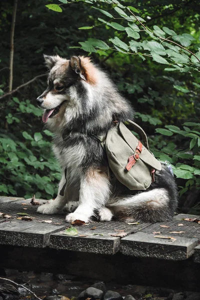 Retrato Jovem Cão Lapphund Finlandês Usando Mochila Verde Floresta Floresta — Fotografia de Stock