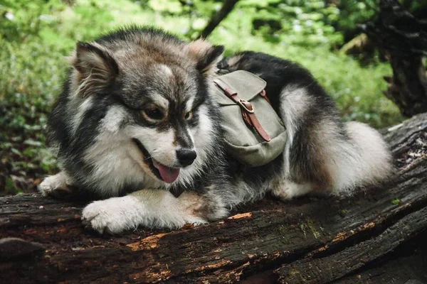 Retrato Jovem Cão Lapphund Finlandês Usando Mochila Verde Floresta Floresta — Fotografia de Stock