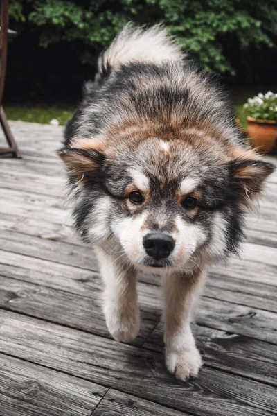 Retrato Joven Perro Lapphund Finlandés Estirándose —  Fotos de Stock