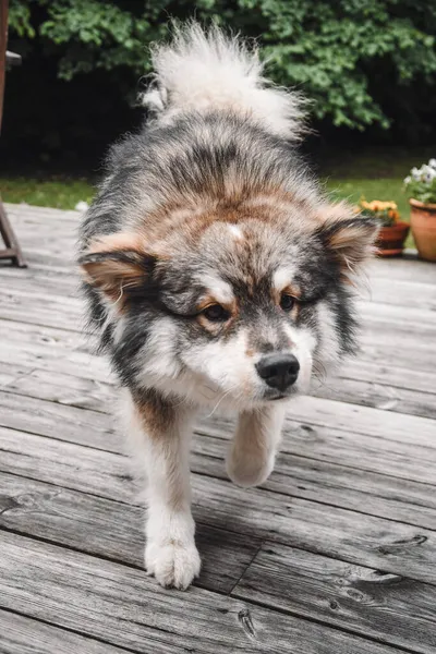 Portrét Mladého Finského Psa Lapphunda Natahujícího — Stock fotografie