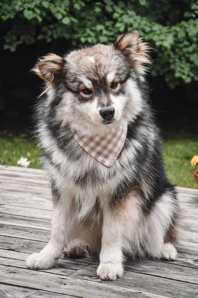 Ritratto Giovane Cane Finlandese Lapphund Con Una Bandana — Foto Stock