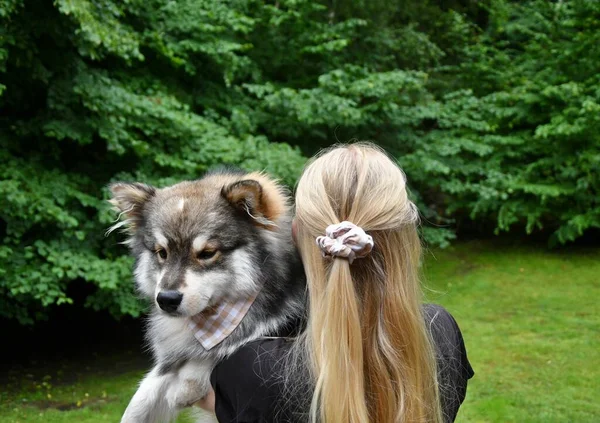 Retrato Jovem Cão Lapphund Finlandês Uma Mulher Milenar Vestindo Bandana — Fotografia de Stock
