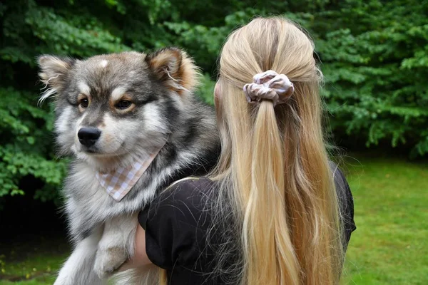 若いフィンランドのラップフンド犬の肖像画と一致するバンダナとスクランチーを身に着けている千年の女性 — ストック写真