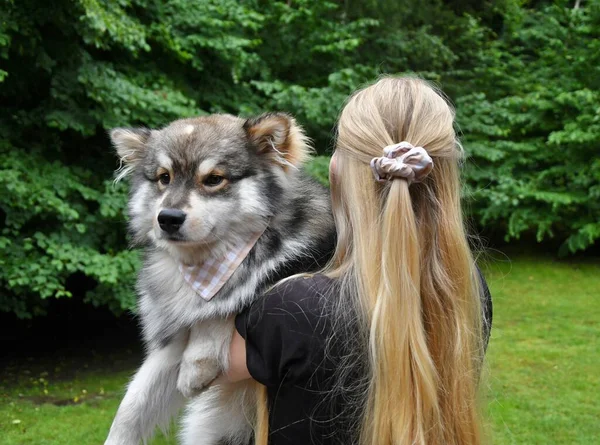 Retrato Jovem Cão Lapphund Finlandês Uma Mulher Milenar Vestindo Bandana — Fotografia de Stock