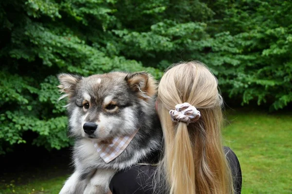 Genç bir Fin köpeğinin portresi ve bandana ve saç tokası takan bin yıllık bir kadın.