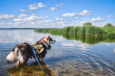 Sırt çantası takan ve açık havada duran genç bir Fin Lapphund köpeğinin portresi.