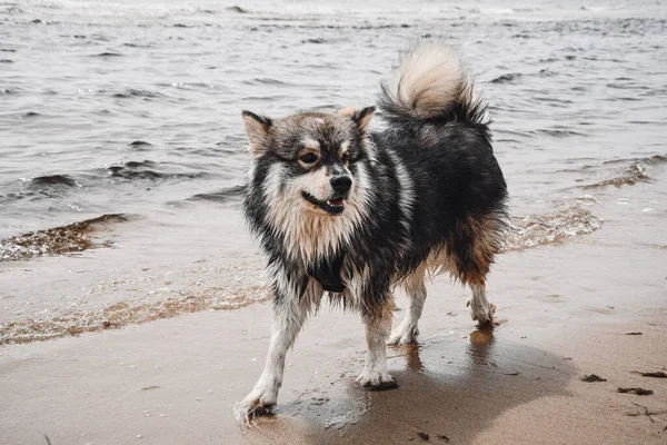 Retrato Joven Perro Lapphund Finlandés Paseando Aire Libre Naturaleza — Foto de Stock