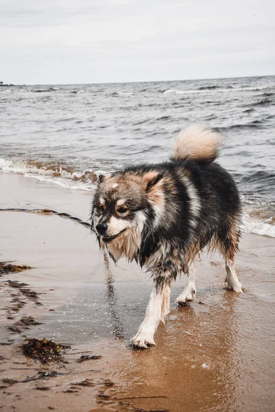 Retrato Joven Perro Lapphund Finlandés Paseando Aire Libre Naturaleza —  Fotos de Stock