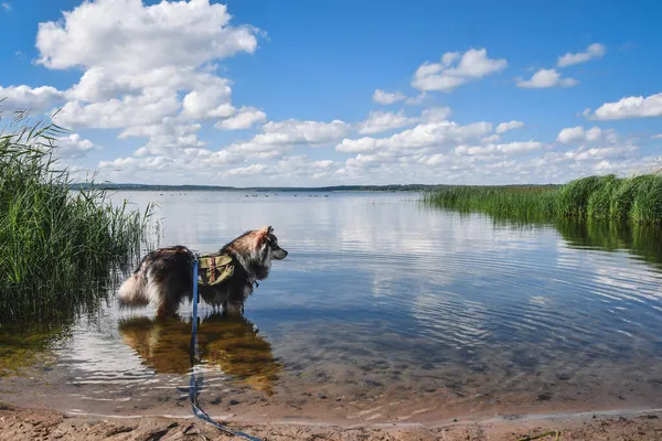 Portret Van Een Jonge Finse Lapphund Hond Die Een Rugzak — Stockfoto