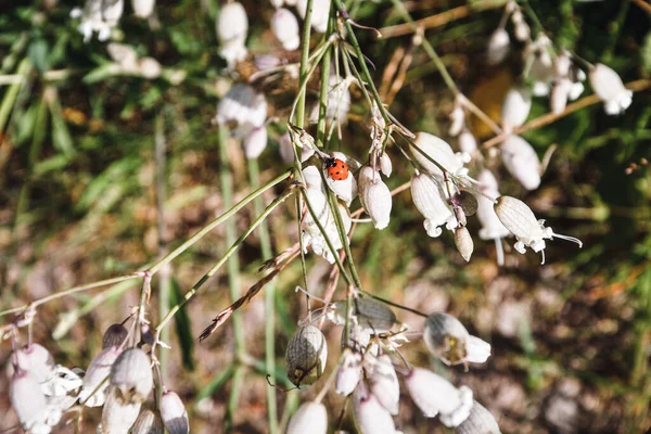 Κοντινό Πλάνο Μακροεντολή Μιας Μικρής Πασχαλίτσας Ένα Λουλούδι Στη Φύση — Φωτογραφία Αρχείου