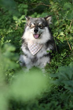 Genç bir Fin Lapphund köpeğinin portresi. Ormanda ya da ormanda yabanmersini çalılarının arasında oturuyor.
