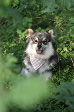 Genç bir Fin Lapphund köpeğinin portresi. Ormanda ya da ormanda yabanmersini çalılarının arasında oturuyor.