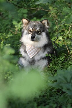 Genç bir Fin Lapphund köpeğinin portresi. Ormanda ya da ormanda yabanmersini çalılarının arasında oturuyor.