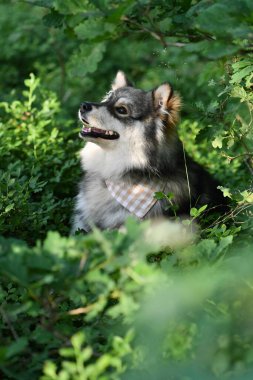 Genç bir Fin Lapphund köpeğinin portresi. Ormanda ya da ormanda yabanmersini çalılarının arasında oturuyor.