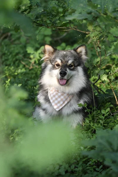 Retrato Jovem Cão Lapphund Finlandês Sentado Livre Floresta Floresta Entre — Fotografia de Stock