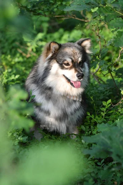 Genç bir Fin Lapphund köpeğinin portresi. Ormanda ya da ormanda yabanmersini çalılarının arasında oturuyor.