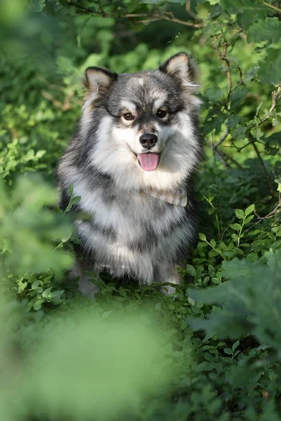 Portrait Jeune Chien Finlandais Lapphund Assis Extérieur Dans Forêt Dans — Photo