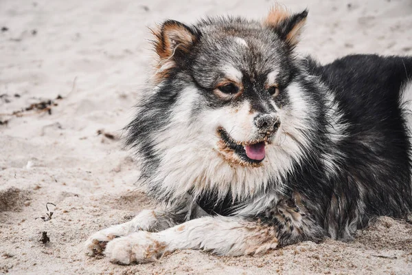 自然の中でビーチで屋外に横たわっている若いフィンランドのラップランド犬の肖像画 — ストック写真