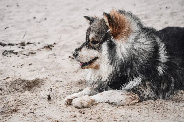 Retrato Joven Perro Lapphund Finlandés Tirado Aire Libre Playa Naturaleza — Foto de Stock