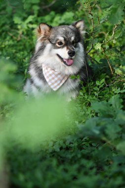 Genç bir Fin Lapphund köpeğinin portresi. Ormanda ya da ormanda yabanmersini çalılarının arasında oturuyor.